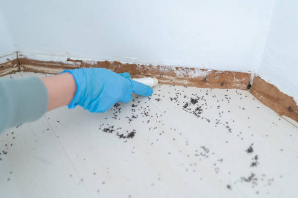 Best Pest Prevention Services  in Cold Spring, KY